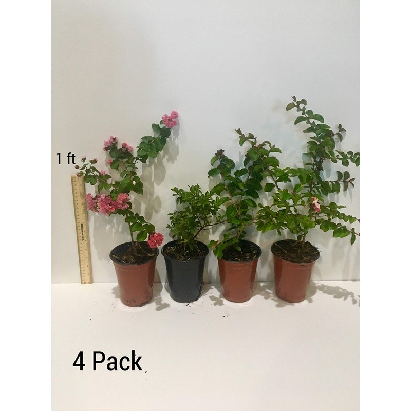 Sioux Crepe Myrtle Trees - Pink Blooms - Quart Containers