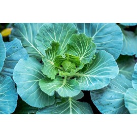 500 Morris Heading Collard Seeds for Planting. Non GMO and Heirloom. 1.5 Gram of Seeds. Garden Vegetable Survival Collards