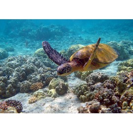 Painting Wallpaper Poster (Removable Self-stick) Sea Turtle Chelonia Mydas Turtle Hawaii Ocean Character Black TTL – 008 a2 (A2 edition 594 mm × 420 mm) For Architectural Wallpaper + Weather Resistant Paint