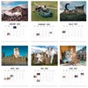 Giant Cats Calendar 2025, Giant City Cat Calendar 2025, Giant