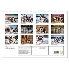 Siberian Huskies - die Extremsportler (Wandkalender 2025 DIN A3 quer), CALVENDO Monatskalender [Calendar] Claudia Kleemann
