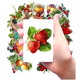 Large Stickers (Each Sticker 2.5"x3.5”, 24 pics on Sheet) Vintage Kitchen Fruit Berry FLONZ Craft