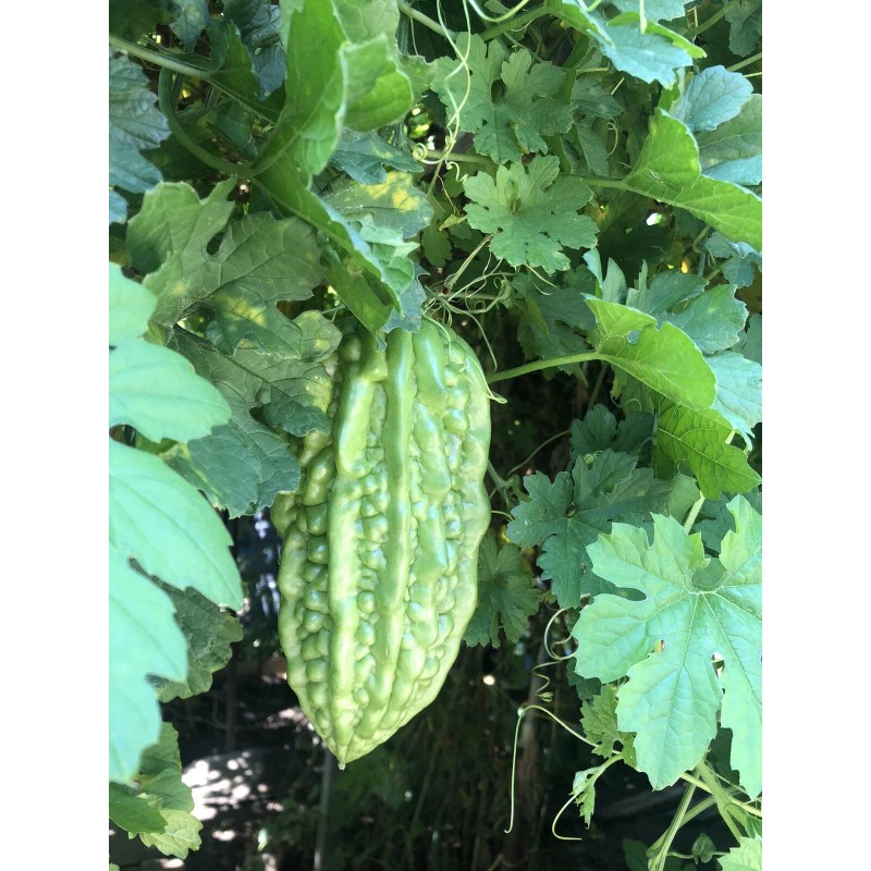 BitterMelon Seed 25pcs BitterMelon Gourd Ampalaya Seed Fresh Harvested US