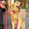 Love Dream Dog Collar and Leash Set, Heavy Duty Nylon