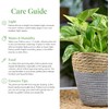 American Plant Exchange Silver Splash Pothos – Live 6-Inch Potted