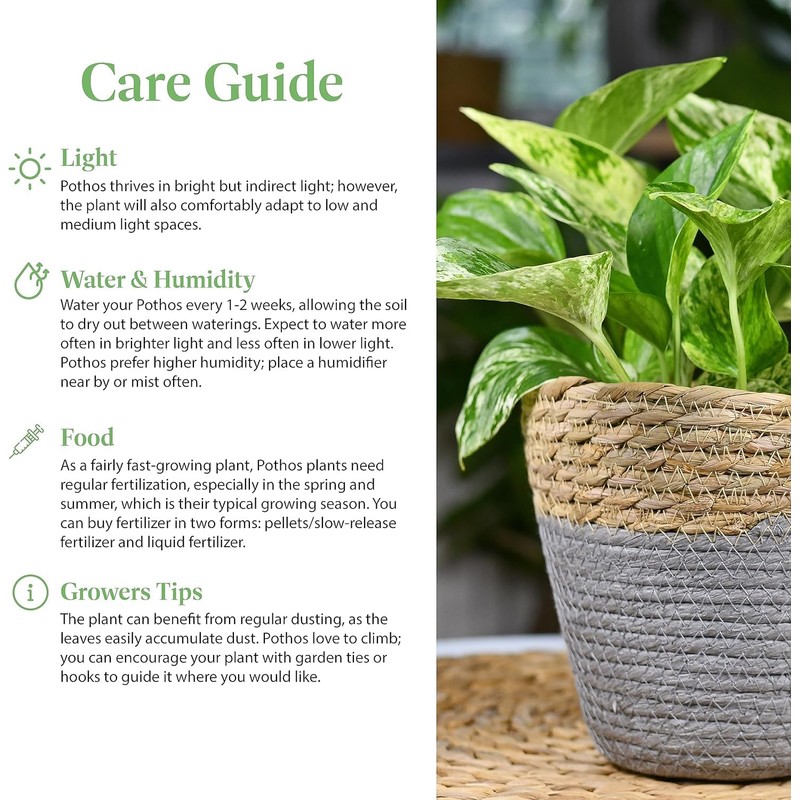 American Plant Exchange Silver Splash Pothos – Live 6-Inch Potted