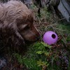 BecoThings Hundespielzeug Ball, L, rosa