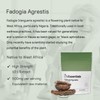 Life Essentials Fadogia Agrestis Extract 500mg - 60 Capsules (High