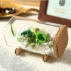 Teat Sight Preserved Flower Flower Bottle Gift Box Soleil (Rose,