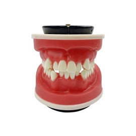 Modelo de Enseñanza de Ortodoncia, YOUYA Dental Modelo de Demostración Educativo de Tipodonto de Dientes con Maloclusión de Ortodoncia, Modelo de Práctica de Dientes con Encía de Cera Roja para