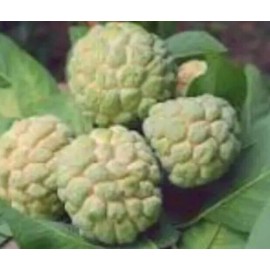 Tree Sugar Apple 5”-9” Live Plant Seedling Tree-Asian Plant Collection / mãng Cầu Na