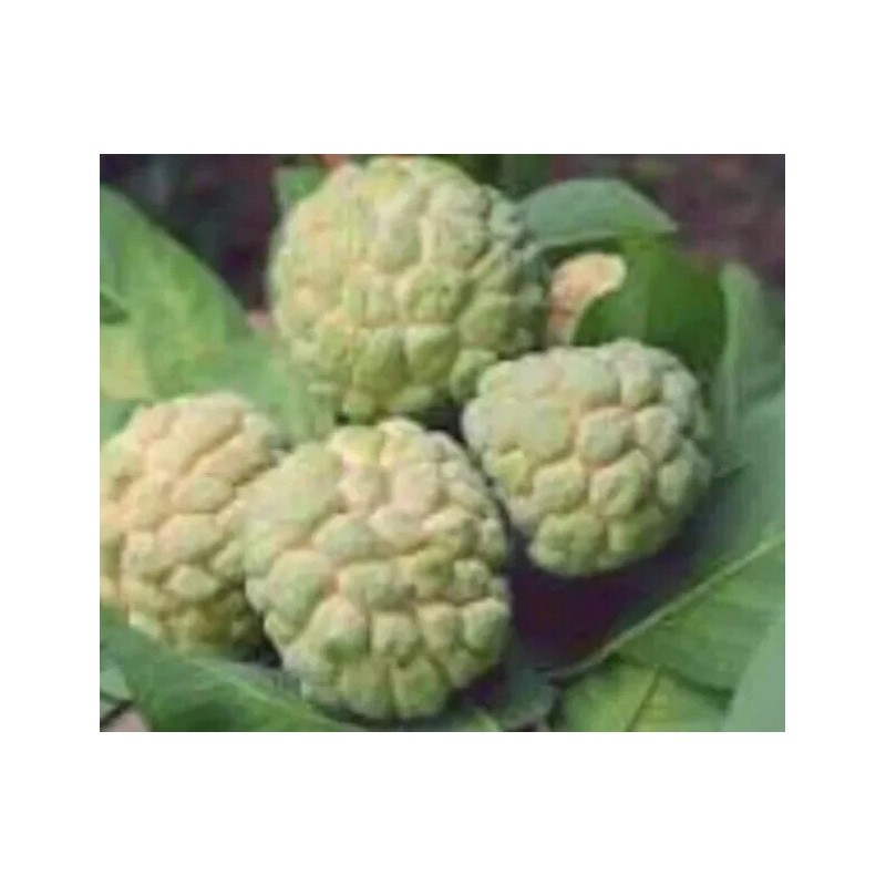 Tree Sugar Apple 5”-9” Live Plant Seedling Tree-Asian Plant Collection
