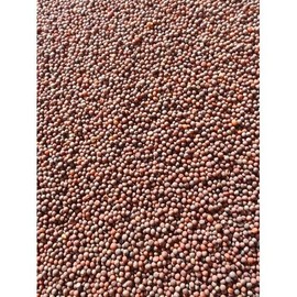 1/2LB Purple Top Turnip Deer Food Plot Seeds