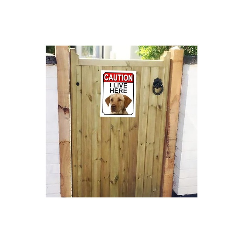 CAUTION I LIVE HERE METAL GATE SIGN YELLOW LABRADOR THEME