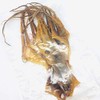 Dried Octopus Dried Seafood Whole Octopus 5oz 特大章鱼