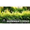 Berkman's Gold Arborvitae | 1 Large Gallon Size Plant |