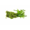 SubstrateSource Live Aquarium Plants on Driftwood, Lava Rock, Moss, Fiber