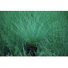 Perennial Farm Marketplace Juncus inflexus 'Blue Arrows' (Rush) Ornamental Grass,