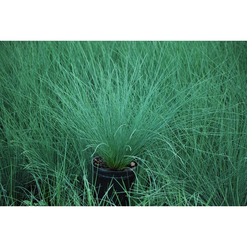 Perennial Farm Marketplace Juncus inflexus 'Blue Arrows' (Rush) Ornamental Grass,