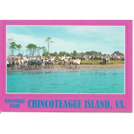 Ace Novelty Co Chincoteague Wild Ponies, Chincoteague Island, Virginia --POSTCARD