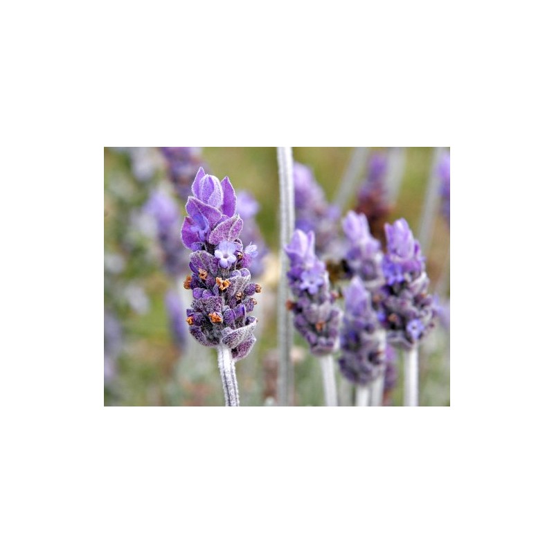 True English Lavender Vera Nice Garden Flower by Seed Kingdom