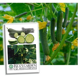Bristol Cucumber Seeds for Planting, 25+ Seeds Per Packet, (Isla's Garden Seeds), Non GMO & Heirloom Seeds, Scientific Name: Cucumis sativus, Great Home Garden Gift