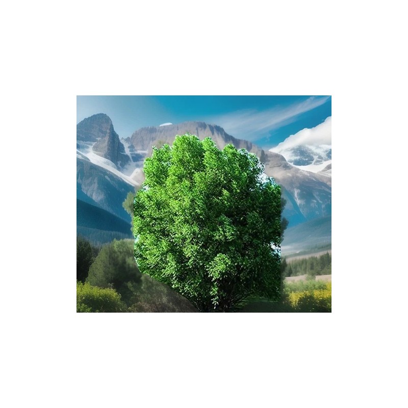 RLH 40 Austree Hybrid Willow Tree Thick Cuttings Fresh Cut