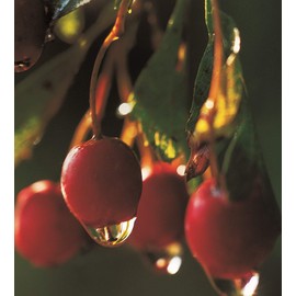 Neal's Yard Remedies Wild Rose Hand Cream, 1.7 fl oz (50 ml) (x 1)