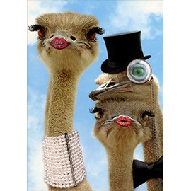 Portal Publications Classy Ostriches Funny / Humorous Birthday Card