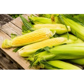 Corn Seeds 500+ Sweet Golden Bantam Corn Seeds - Heirloom - Organic - NON GMO ------- FRESH