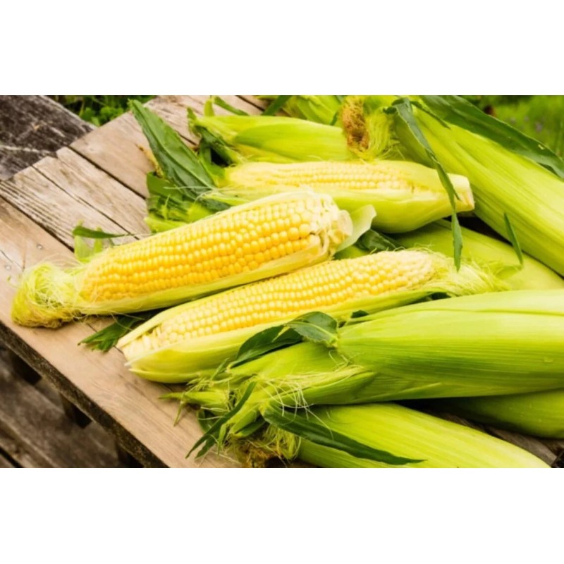 Corn Seeds 500+ Sweet Golden Bantam Corn Seeds - Heirloom
