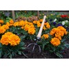 DeWit 3-Tine Cultivator with Drop Grip Handle, Works as Garden