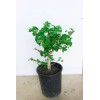 unbraned Mariken maidenhair Ginkgo tree 1 Gallon prebonsai tree