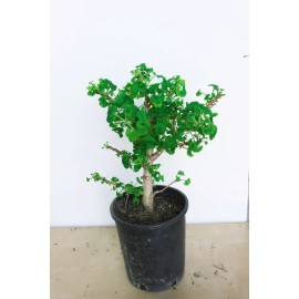 unbraned Mariken maidenhair Ginkgo tree  1 Gallon  prebonsai tree