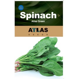 ATLAS Spinach -Atlas Green