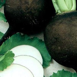Organic Black Spanish Round Radish Seeds 5 g ~470 Seeds - Non-GMO, Open Pollinated, Heirloom, Vegetable Gardening Seeds