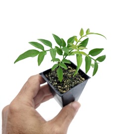Mini Live Jasmine Plant one stem in 2" Pot Includes Care Guide - Grown Zone 8, 9, 10 Ships from CA - Low Maintenance - Air Purifying