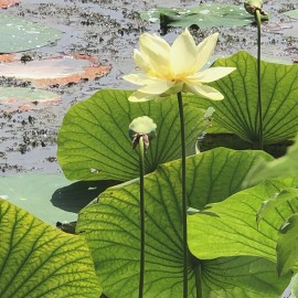 Fresh 10 Yellow American Lotus Seeds Nelumbo Lutea Cold Hardy Zones 4-11