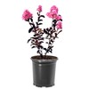 Shell Pink Black Diamond Crape Myrtle, 1 gal. Nursery Pot,