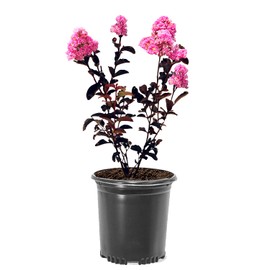 Shell Pink Black Diamond Crape Myrtle, 1 gal. Nursery Pot, 12-18 in Tree Height