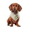 Reddy BFF Dog Bandana Small/Medium Green