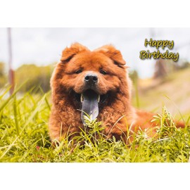 Chow Chow Dog Birthday Card