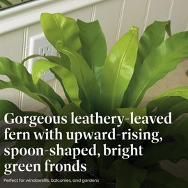 American Plant Exchange Bird’s Nest Fern – 6-Inch Pot – Live Easy Care Indoor Houseplant, Air-Purifying, Pet-Friendly Tropical Plant for Bathrooms, Bedrooms & Home or Office Décor