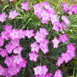 Outsidepride Dianthus Cheddar Pink - 2000 Seeds