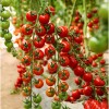 Nygardenia 200pcs Waterfall Tomato Seeds - Heirloom, Non-GMO, High-Yield Variety.