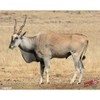 Duramesh Archery Targets Eland, DM 234