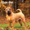 Shar Pei | 2025 12 x 24 Inch Monthly Square