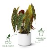 Elho B.for Soft Flower Pot
