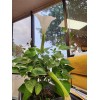 Flowers White Moonflower Seeds, Fragrant Bush, Organic, Datura Innoxia 60