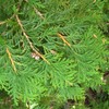 Thuja occidentalis (American Arborvitae, Eastern Arborvitae, White Cedar, Arborvitae) Tree